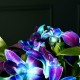Синяя орхидея в шляпной коробке