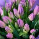Букет из сиреневых тюльпанов 35 шт