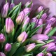 Букет из сиреневых тюльпанов 25 шт
